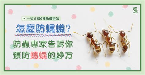 家裡長螞蟻|怎麼防螞蟻？螞蟻大軍怕什麼？居家螞蟻防治專家告訴。